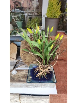 Bouquet tulipes du pays