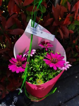 Bouquet rose