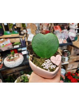 Plante coeur