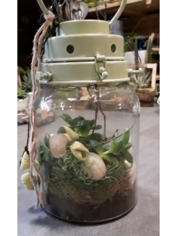 Plante dans son conteneur